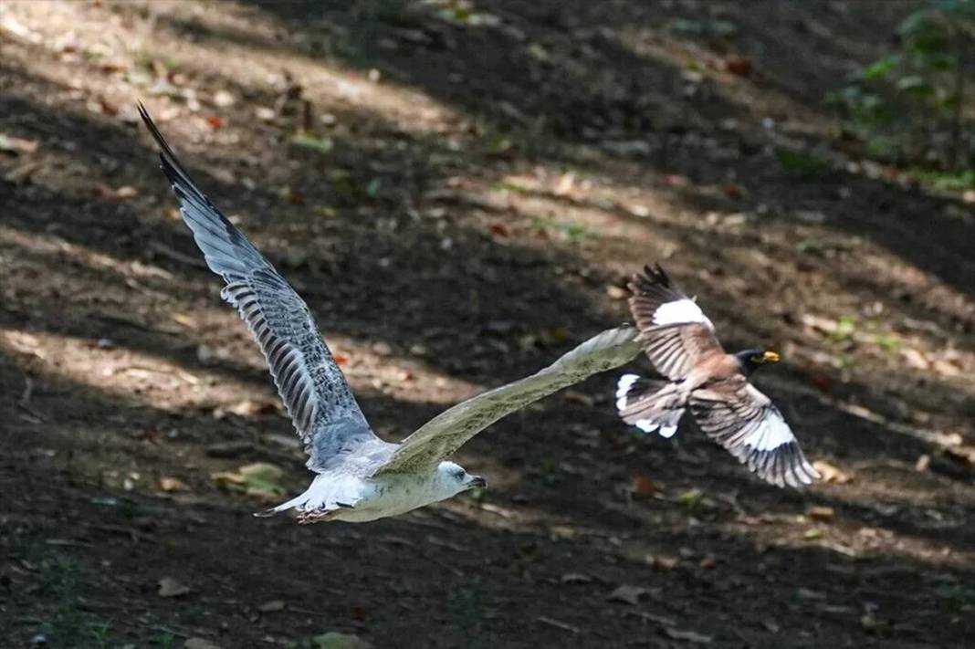 İstanbul parklarında yeni tehlike: İstilacı çiğdeci kuşu, savunmasız kuşların yuvalarını basarak yumurtalarını yiyor 14